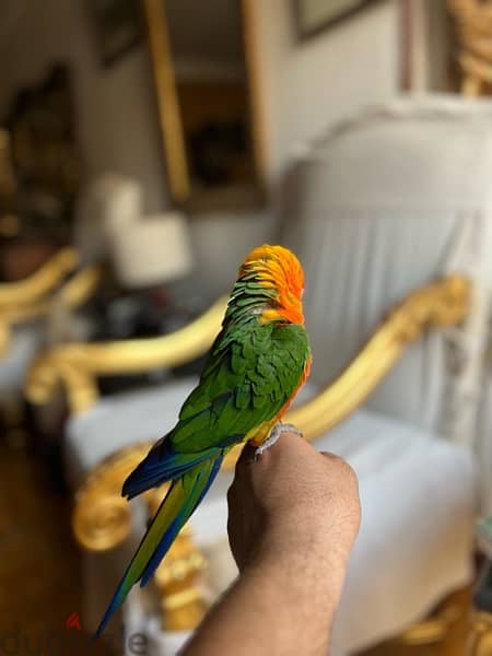parrot sun conure for sale جنداري 5