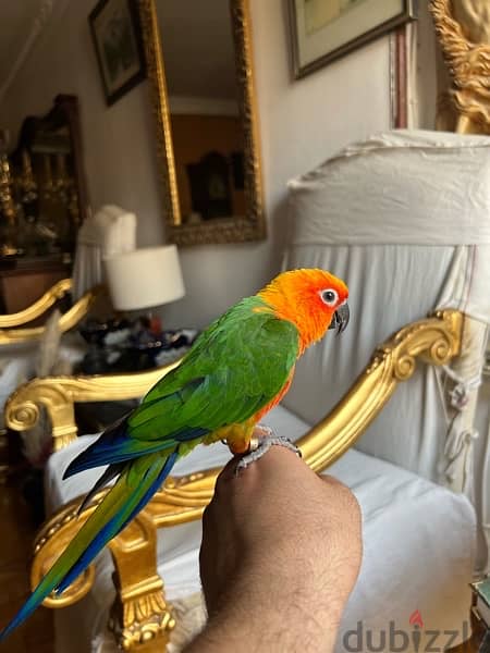 parrot sun conure for sale جنداري 6