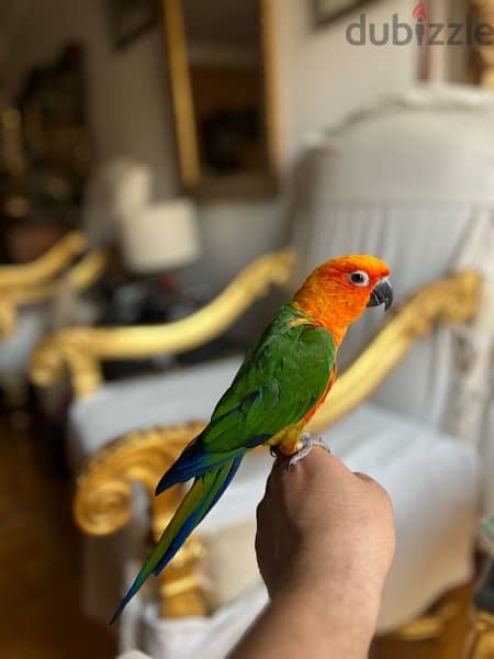 parrot sun conure for sale جنداري 7