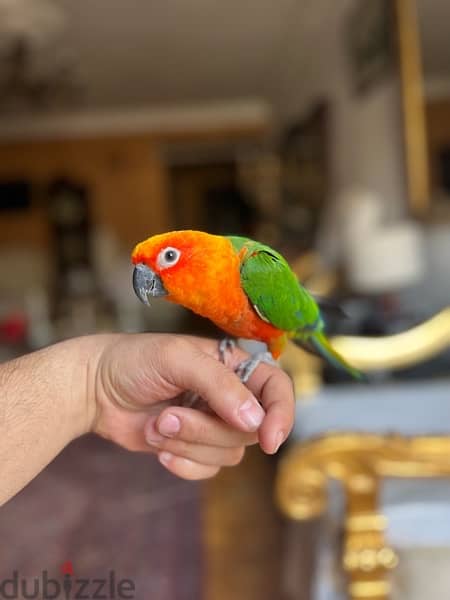 parrot sun conure for sale جنداري 8