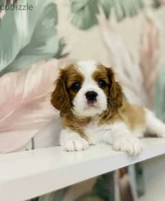 from Russia The Cavalier King Charles spaniel
