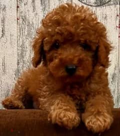 Red toy sales poodle for sale