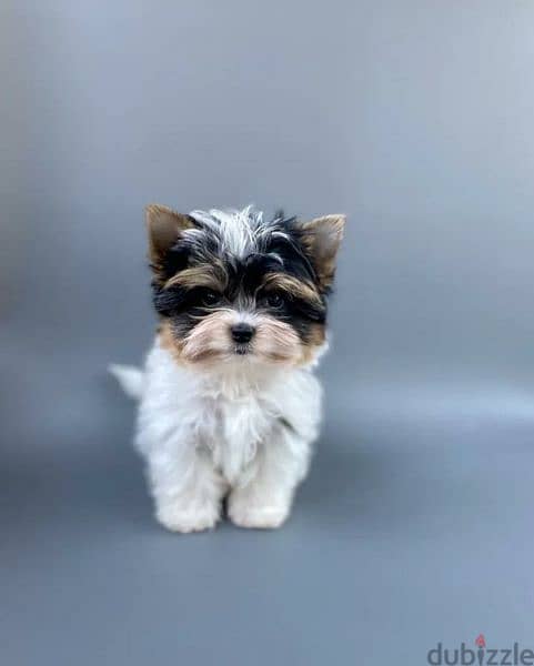 White yorkie puppies for clearance sale