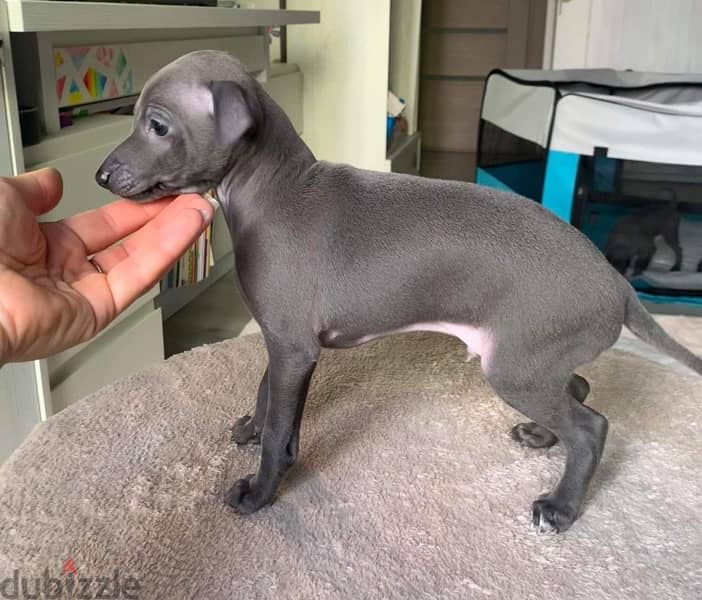 Italian Grayhound Imported from Europe !!! 4