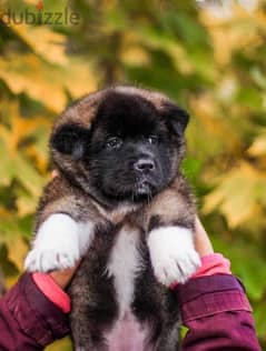 American Akita Imported from Europe !!!