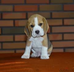 Beagle imported from Europe !!!!