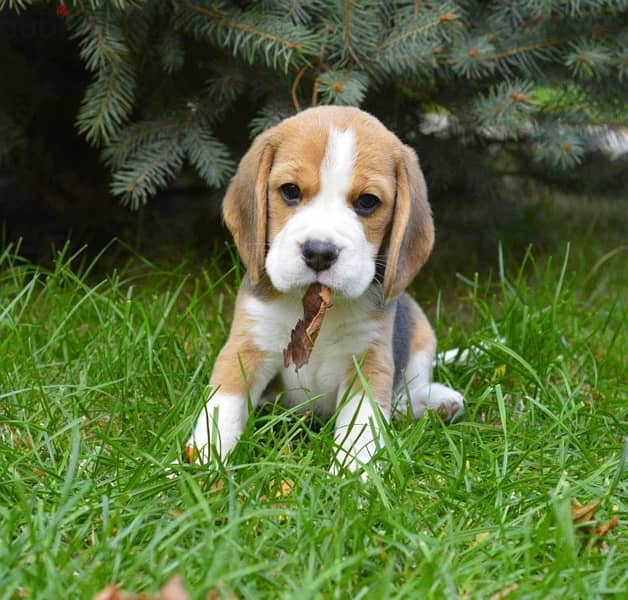 Beagle imported from Europe !!!! 3