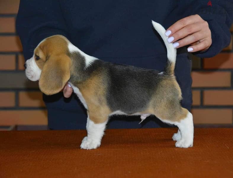 Beagle imported from Europe !!!! 4