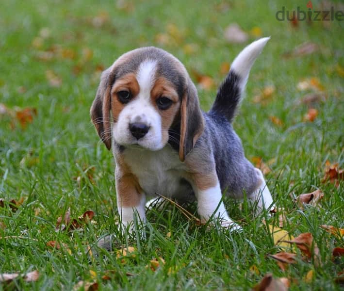 Beagle Male Super Quality Imported from Europe !!! 2