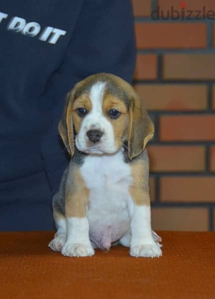 Beagle Male Super Quality Imported from Europe !!! 1