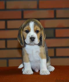 Beagle Male Super Quality Imported from Europe !!!