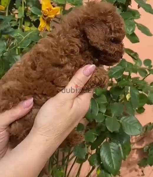 TOY POODLE FCI DOCUMENTS Chiness Blooed line !!!! 5