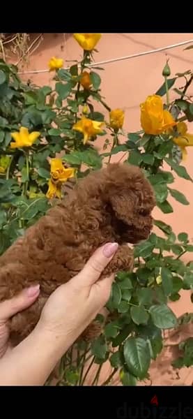 TOY POODLE FCI DOCUMENTS Chiness Blooed line !!!! 2