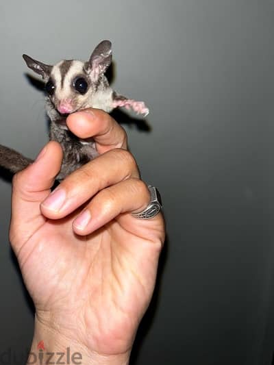 sugar glider شوجر جلايدر او سنجاب طائر