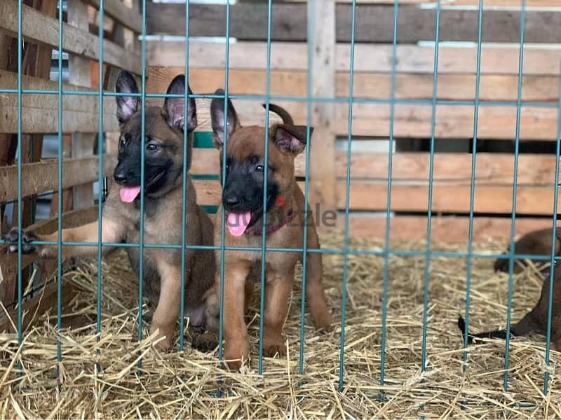 Belgian Malinois puppies high Drive 0