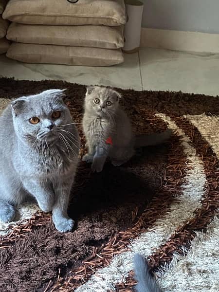 Scottish fold female 0