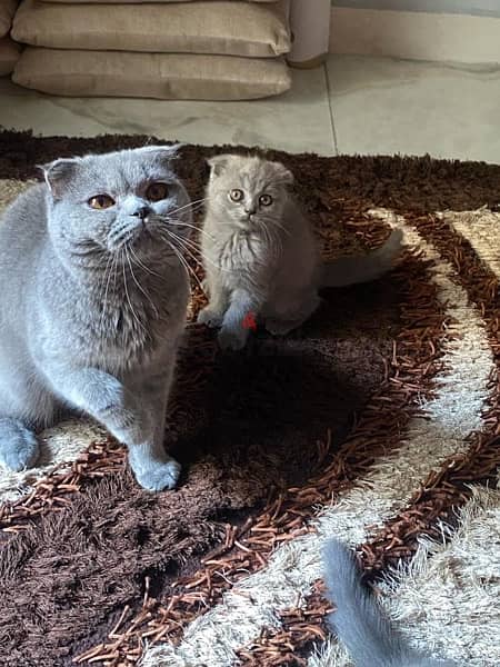 Scottish fold female 1