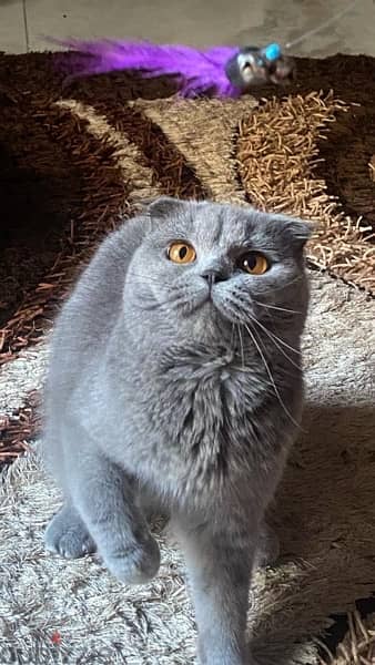 Scottish fold female 2