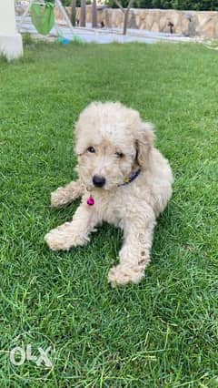 toy poodle puppy for sale. 0