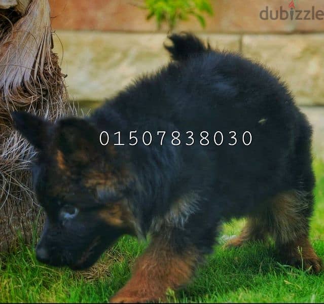 للبيع أجمل جروين ولد وبنت جيرمن شيبرد شولاين عمر ٤٥ يوم German shepard 1