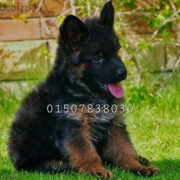 للبيع أجمل جروين ولد وبنت جيرمن شيبرد شولاين عمر ٤٥ يوم German shepard 2