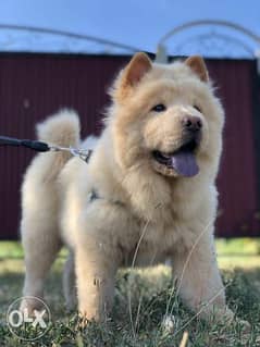 Amazing CHOW CHOW Top Quality Best price Full documents 0