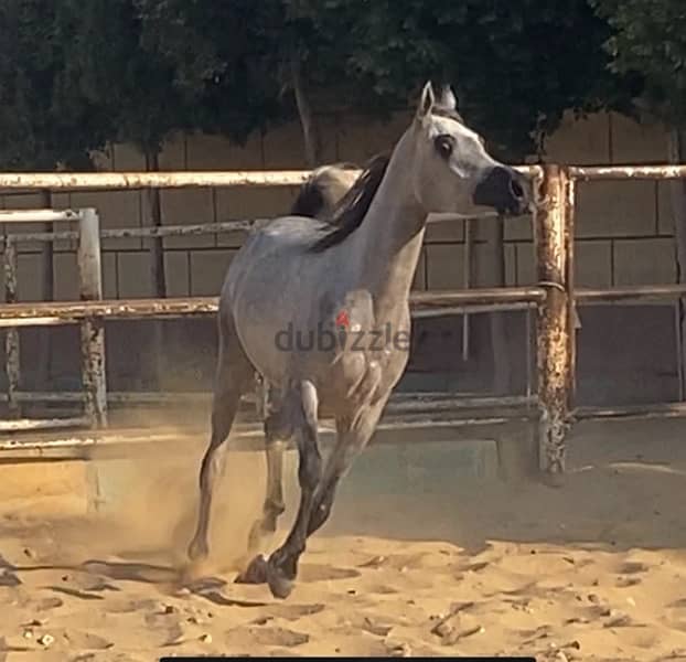 خيول عربية أصيلة 10