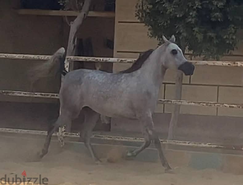 خيول عربية أصيلة 12