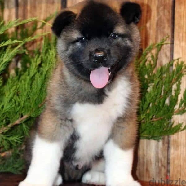 American Akita FCI Kennel Registered in 1999 in russia 0