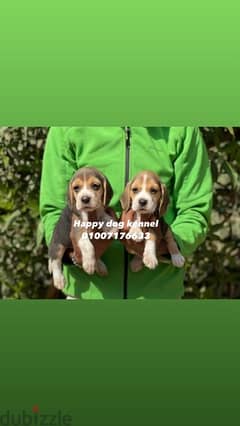 Beagle Puppies 40 days top quailty