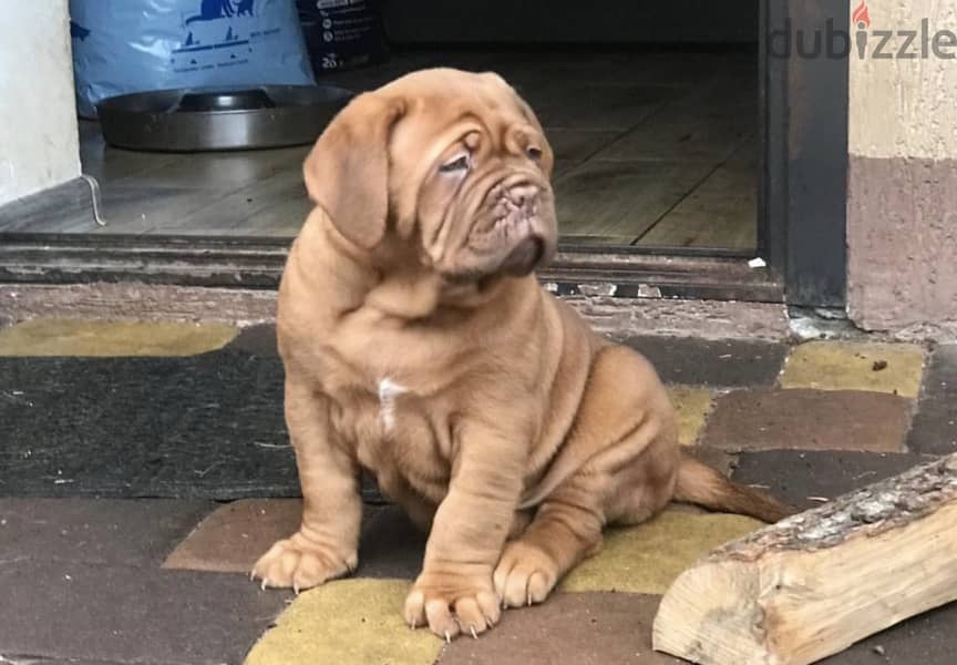 French Mastiff Puppies Imported from Europe !! 4