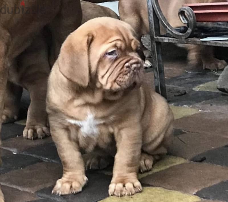 French Mastiff Puppies Imported from Europe !! 1