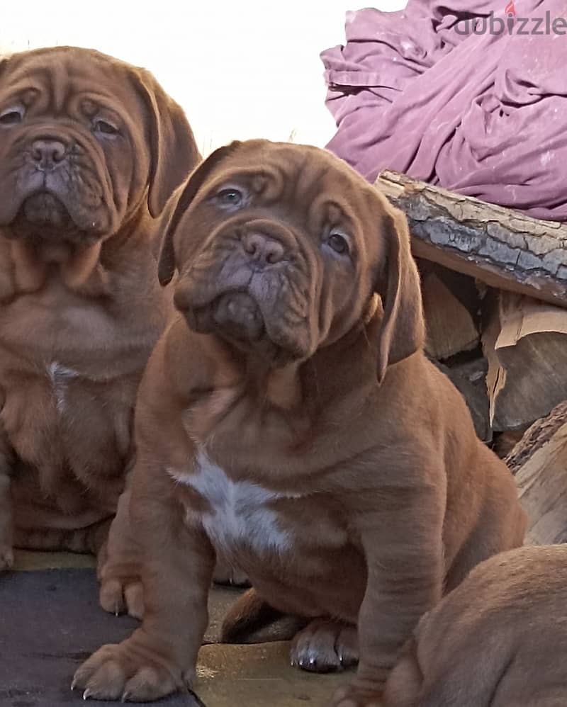 French Mastiff Puppies Imported from Europe !! 2