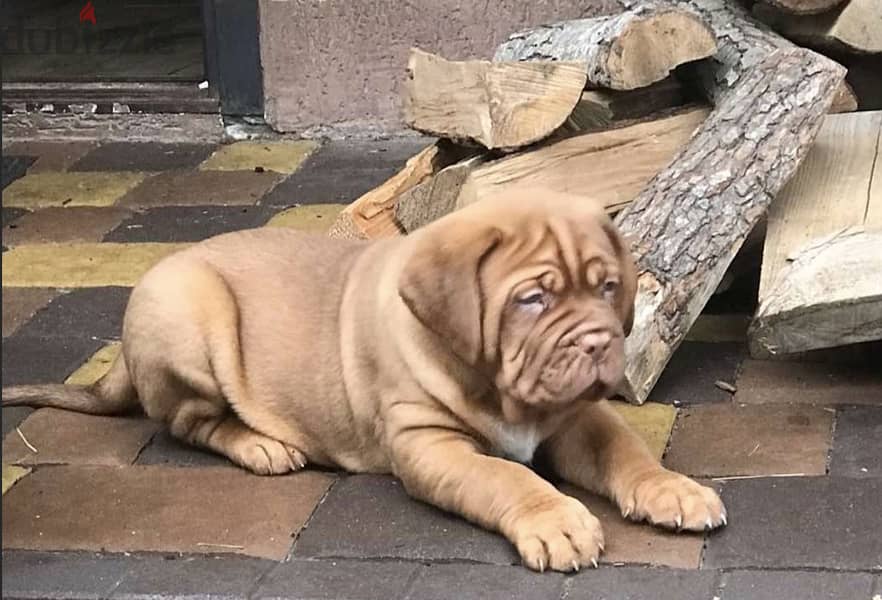 French Mastiff Puppies Imported from Europe !! 3