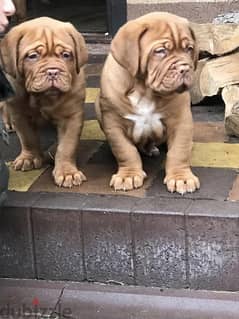 French Mastiff Puppies Imported from Europe !!
