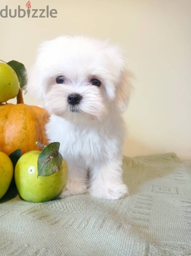 Maltese Super Quality Imported from Europe !!! 6