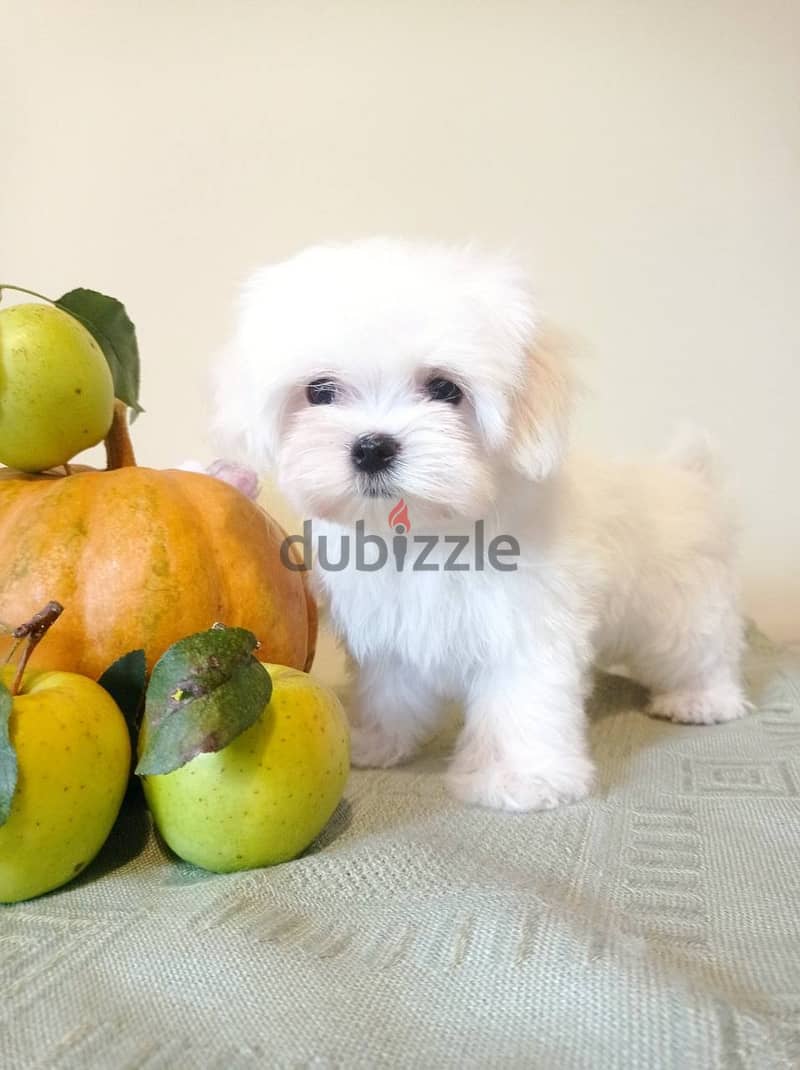 Maltese Super Quality Imported from Europe !!! 4