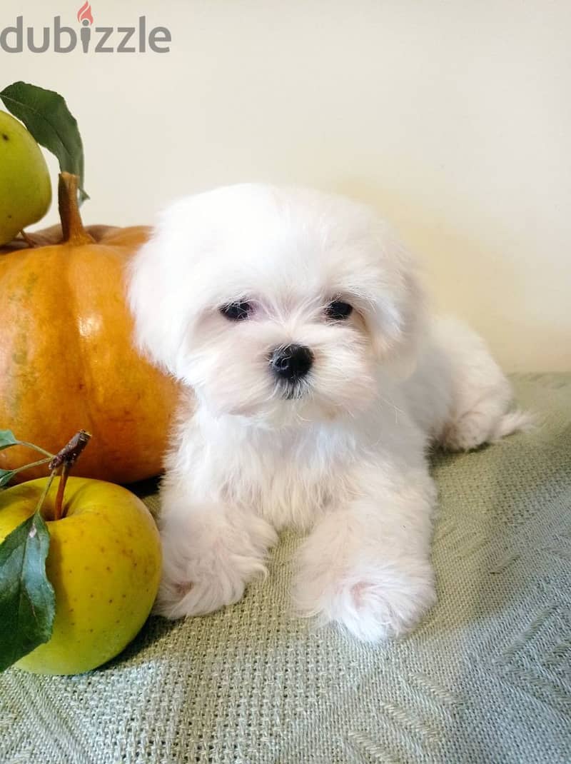 Maltese Super Quality Imported from Europe !!! 5