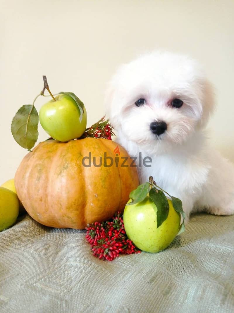 Maltese Super Quality Imported from Europe !!! 8