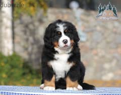 champion bloodline Bernese mountain puppies , FASTEST DELIVERY 0