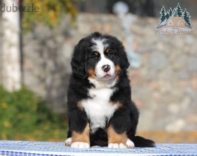 champion bloodline Bernese mountain puppies , FASTEST DELIVERY