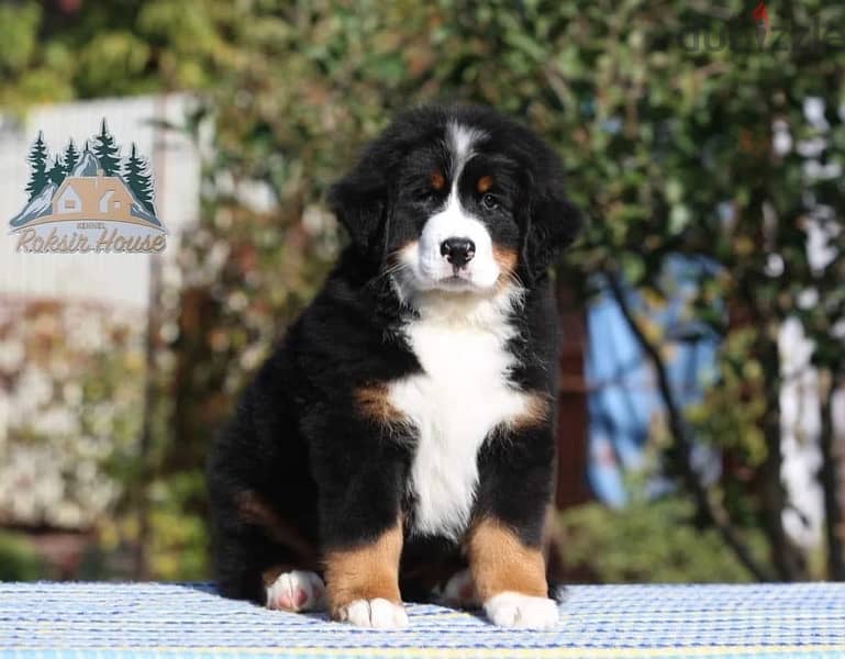 champion bloodline Bernese mountain puppies , FASTEST DELIVERY 1