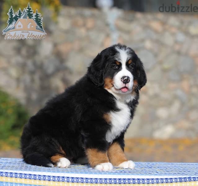 champion bloodline Bernese mountain puppies , FASTEST DELIVERY 2