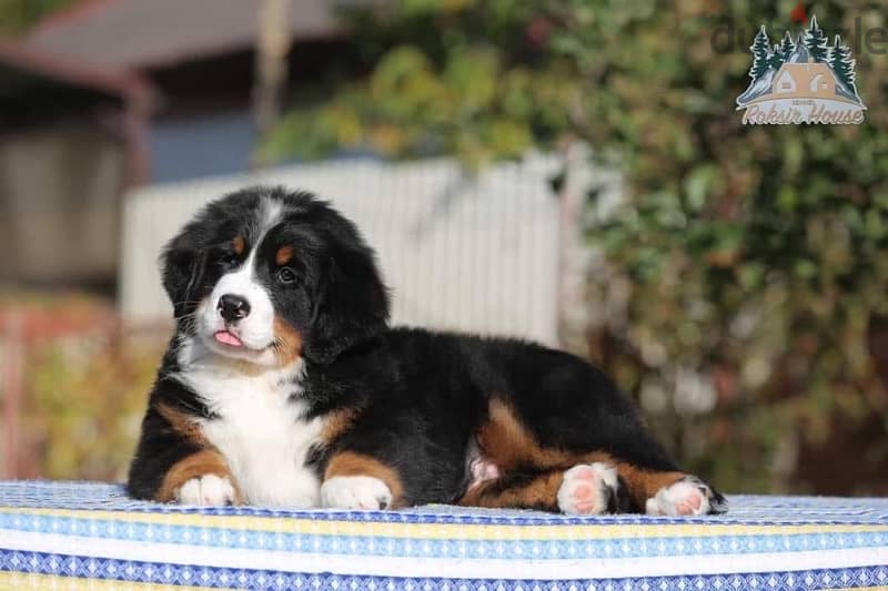 champion bloodline Bernese mountain puppies , FASTEST DELIVERY 3
