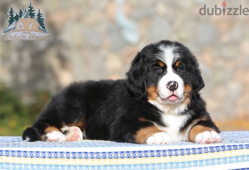 champion bloodline Bernese mountain puppies , FASTEST DELIVERY 4