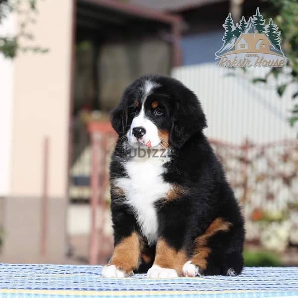 champion bloodline Bernese mountain puppies , FASTEST DELIVERY 5