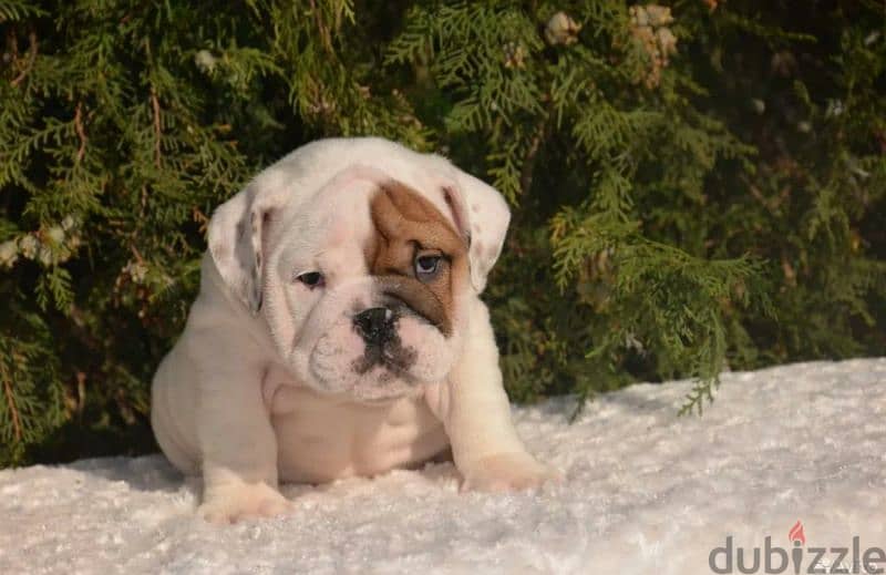 English bulldog hot sale kennel