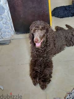 Caniche Grand (Standardl poodle) puppy with documents 0