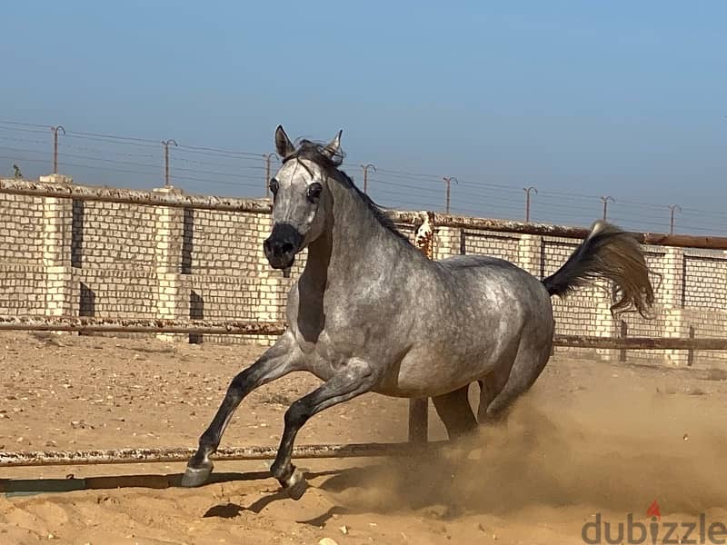 خيول عربية أصيلة 15