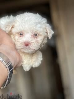 havanese puppy  color  eye 0